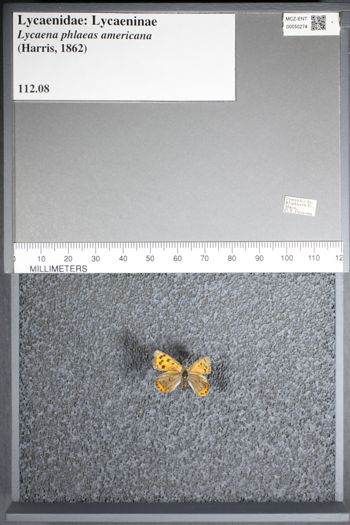Media type: image;   Entomology 50274